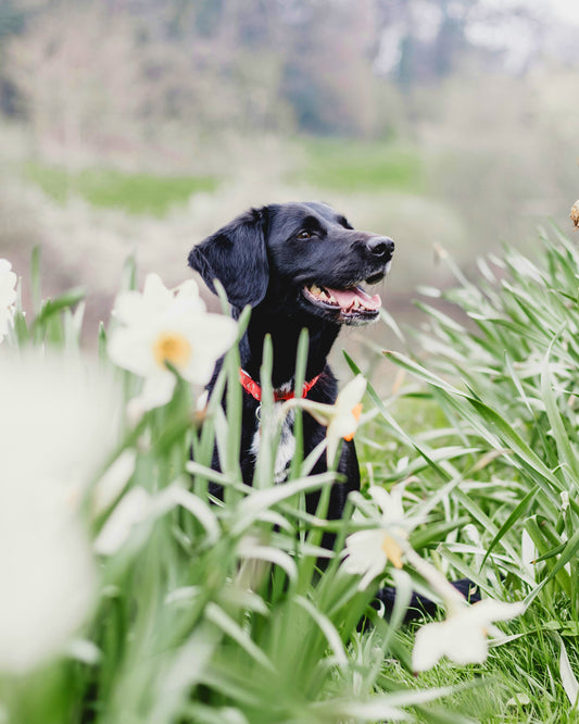 Best Food for Dogs
