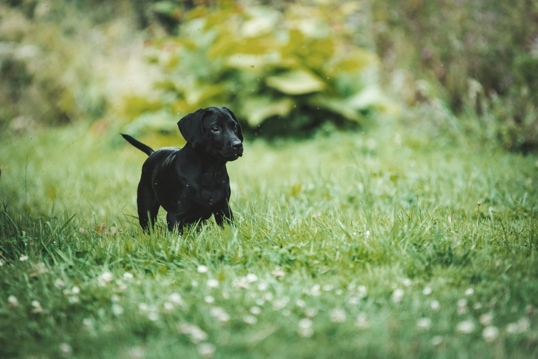 Why Positive Reinforcement Is the Best Way to Train Your Puppy