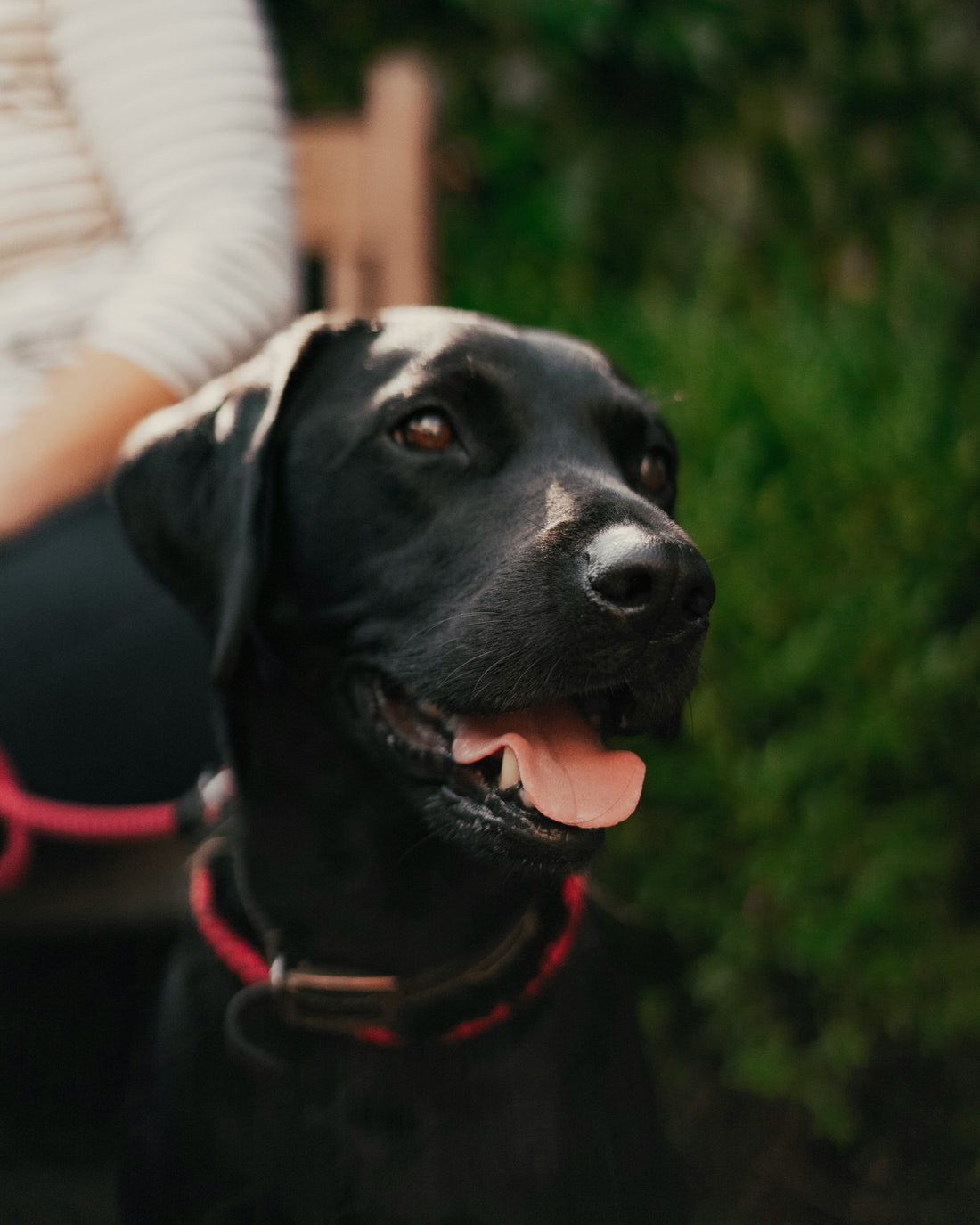What’s Really in Your Dog’s Treats?